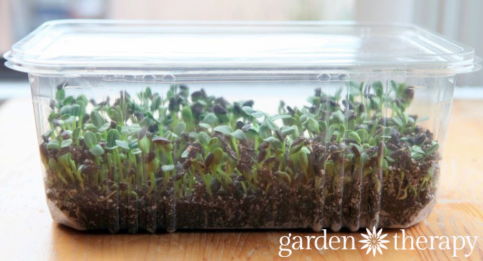 Sunflower Sprouts DAY 7 from How to Grow Sunflower Microgreens