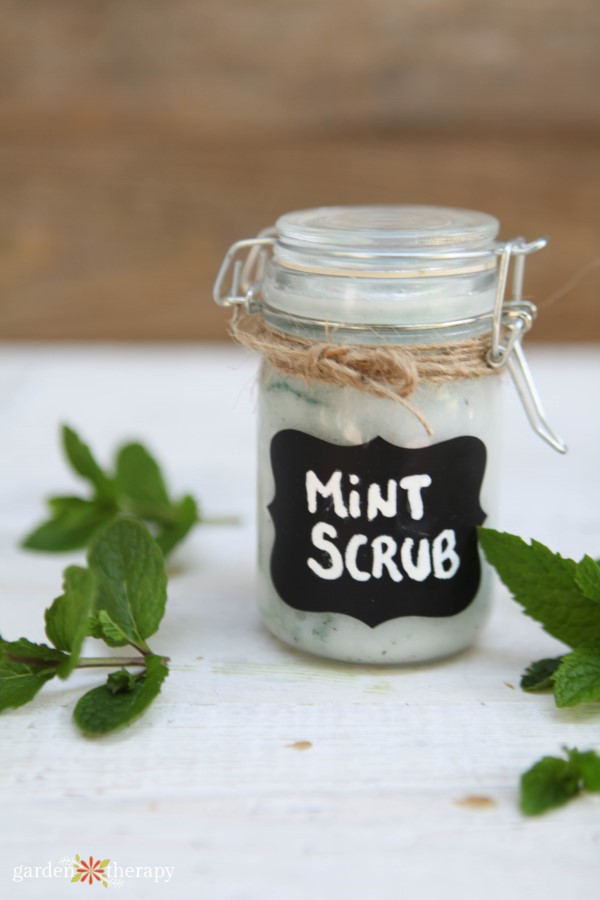 mint scrub label on a jar - a gift of peppermint sugar scrub