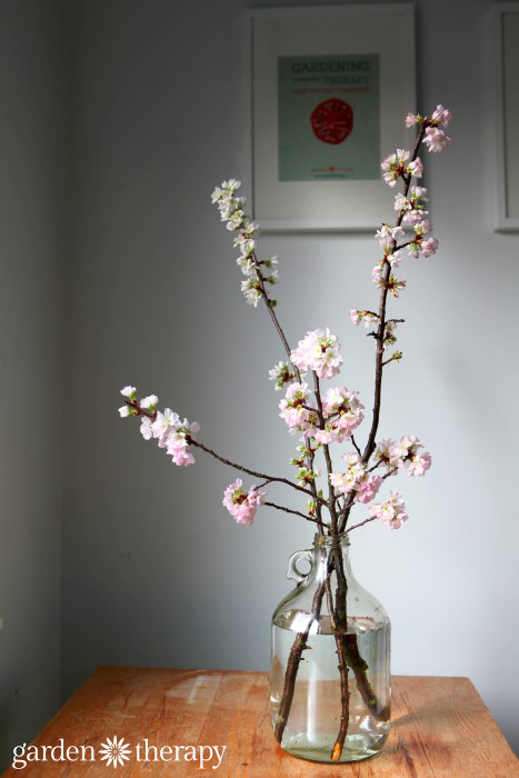 force how absorb to Bloom Indoors Branches to Flowering Forcing