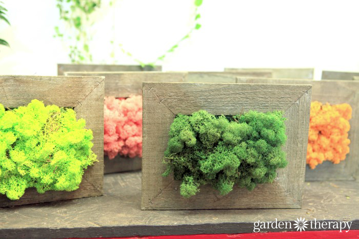 Reindeer Moss Living Canvases from ByNature Studio Tour