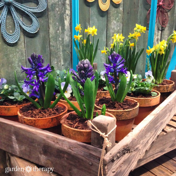 Spring hyacinthe and narcissus bulbs in terra cotta pots from the Blue Greenhouse Seaside Garden Design Feature