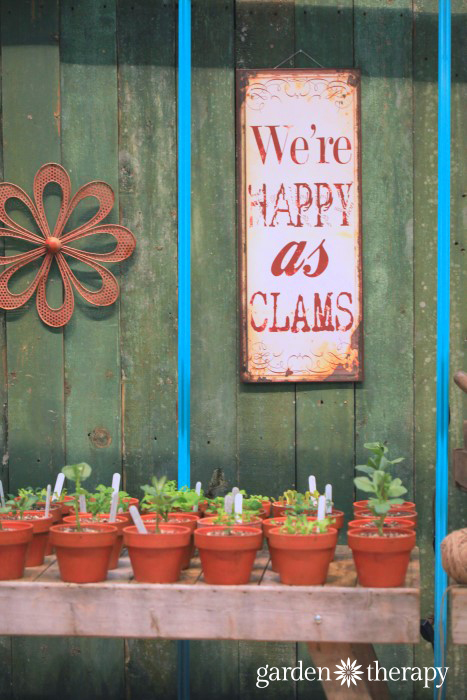 We're Happy as Clams from the Blue Greenhouse Seaside Garden Design Feature