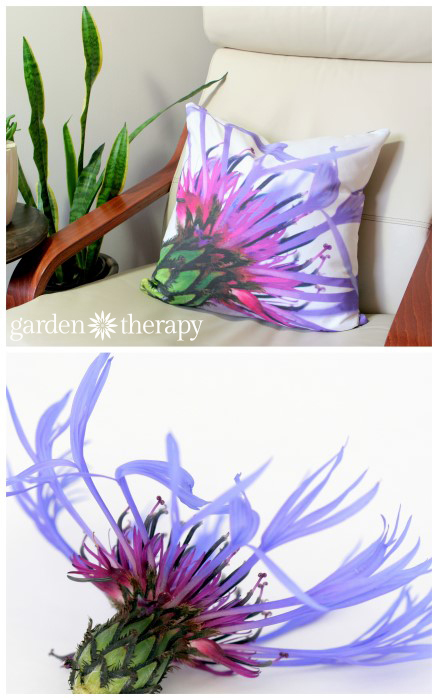 Centurea Montana printed on soft cotton linen blend fabric and made into throw pillows!