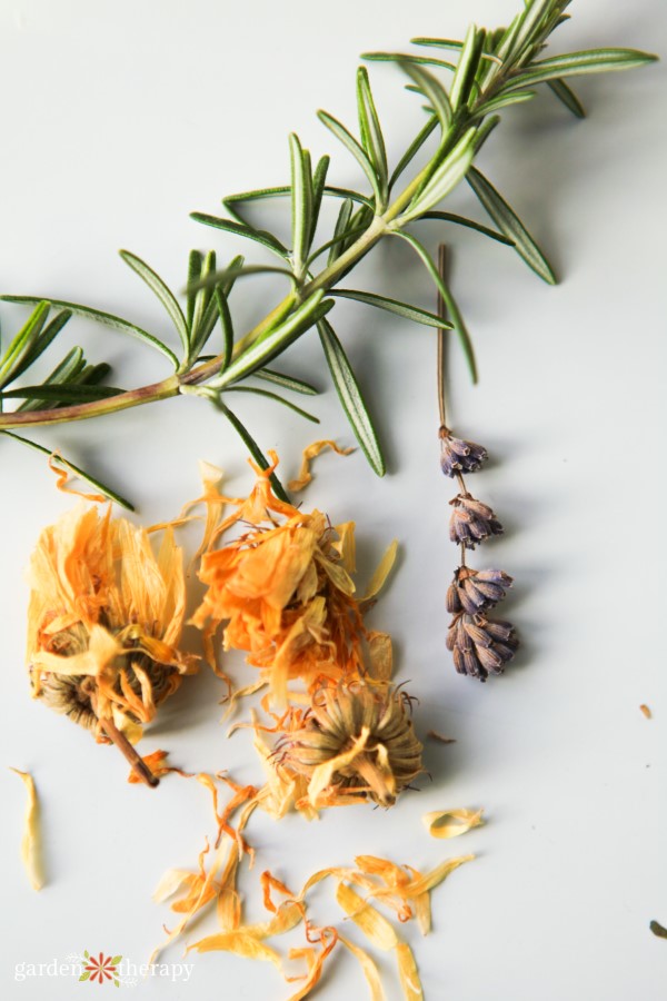 Fresh and dried herbs rosemary calendula lavender