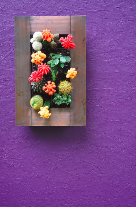 How to Build a Vertical Cactus Garden from Shawna Coronado - this idea is so unique!