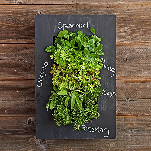 Indoor Herb Garden with Chalkboard Frame