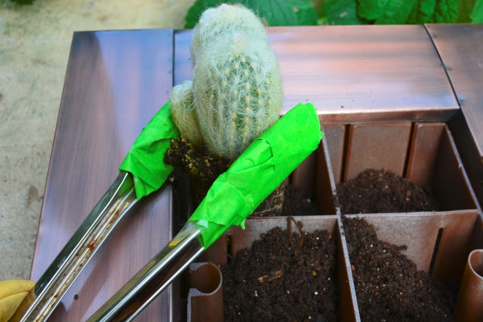 To Plant a Cactus Garden use must use tongs!