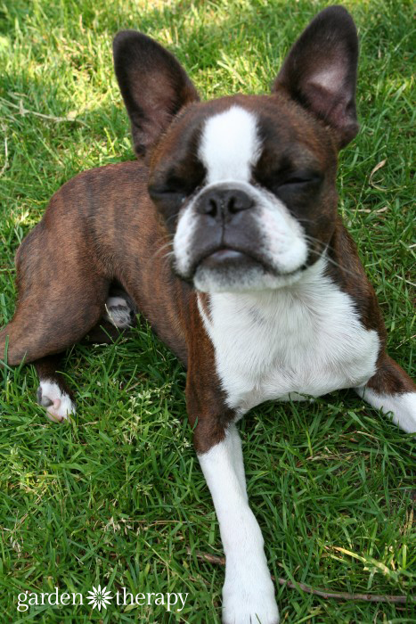 dog enjoying thriving grass from organic lawn care