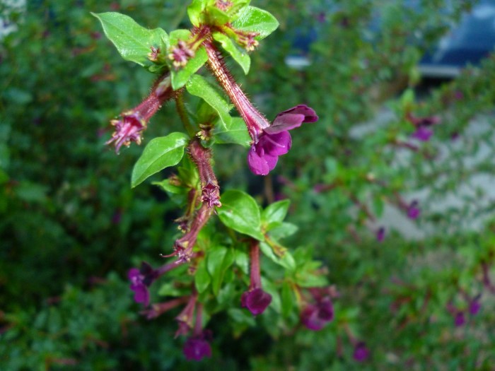 Cuphea aequipetala from the Top 10 Allergy Fighting Plants