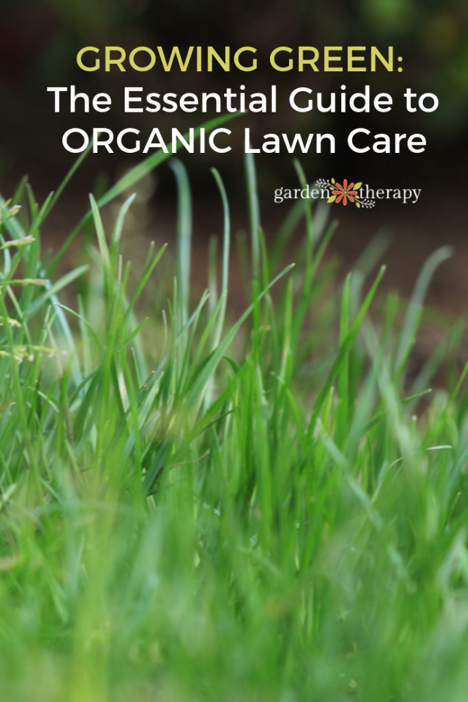 blades of grass with organic lawn care applied