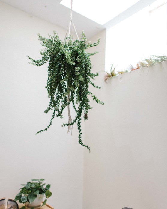 Gorgeous indoor plants hung with modern macrame - aeschynanthus lobbianus rasta learn how to make it