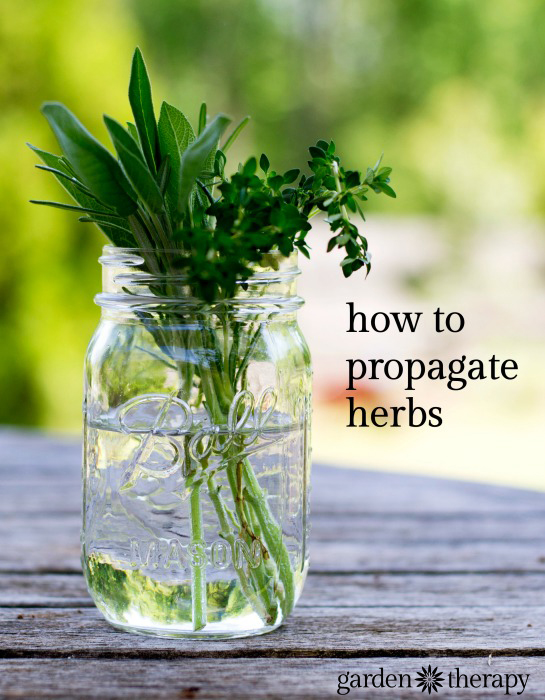 Here is an easy way to propagate your own herb garden