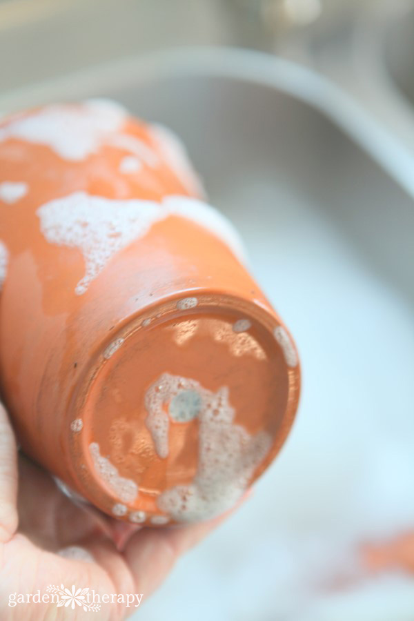 Cleaning terracotta pots with soap and water in the sink