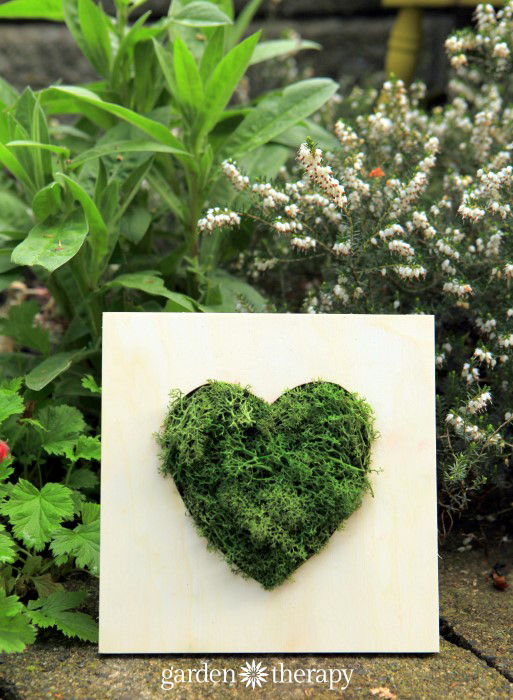 Make wall art with reindeer moss in 10 minutes