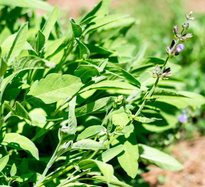 Quickly Grow a Huge Herb Garden for Free