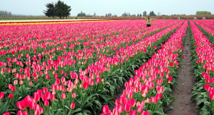 Tulip Festival Skagit Valley