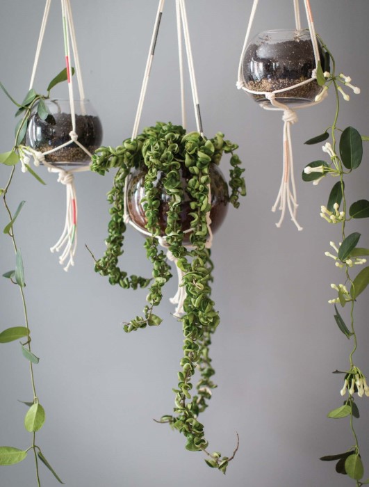 three plants hanging from celling in macrame hangers