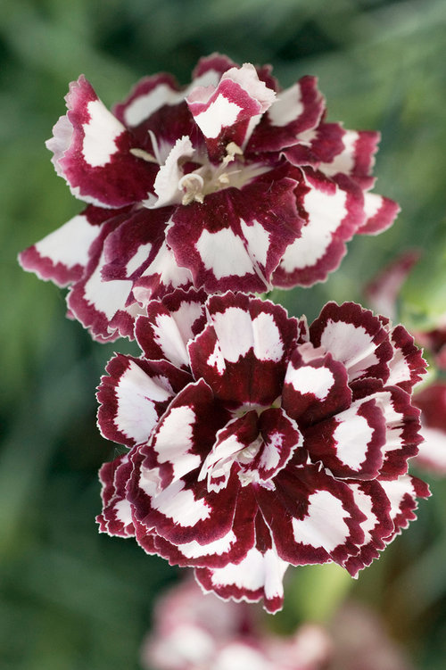 dianthus coconut punch from the Top 10 Allergy Fighting Plants