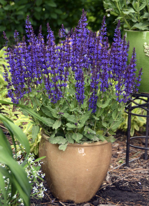 salvia violet riot from the Top 10 Allergy Fighting Plants