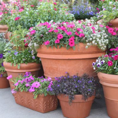 How to grow a beautiful container garden