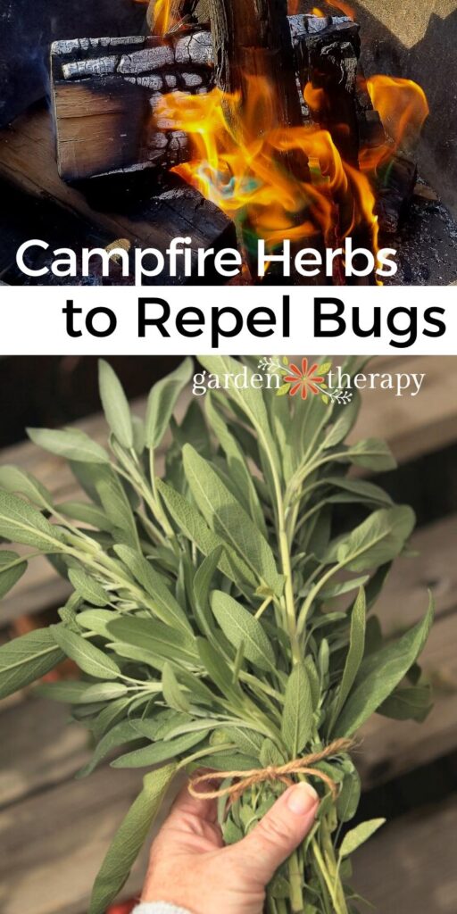 Burn Herbs In Your Campfire to Repel Mosquitoes Naturally