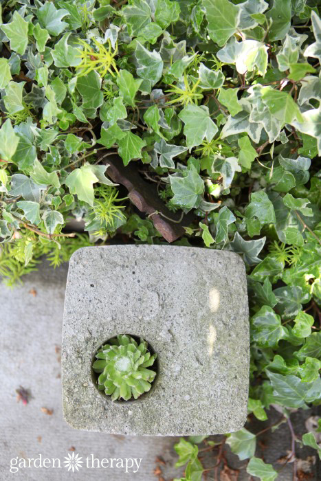 Zementgarten-Pflanzgefäße aus Plastikbehältern