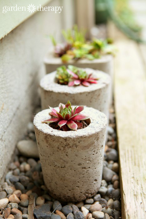 Succulenten in betonnen potten gemaakt met een doe-het-zelf-mal