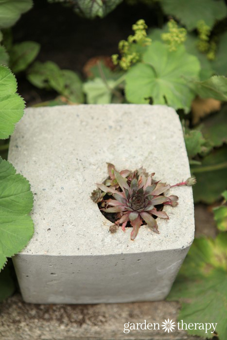 gorgeous and unique square cement planter DIY project