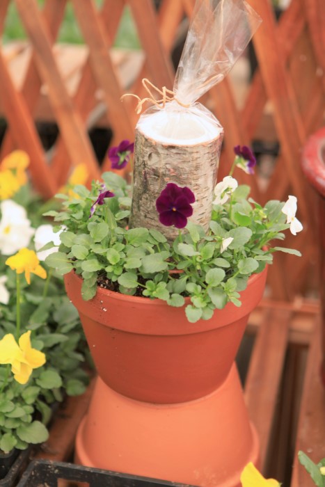 viola candle planter idea