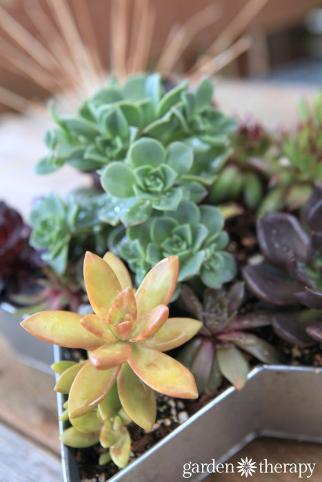 Aeonium and other succulents