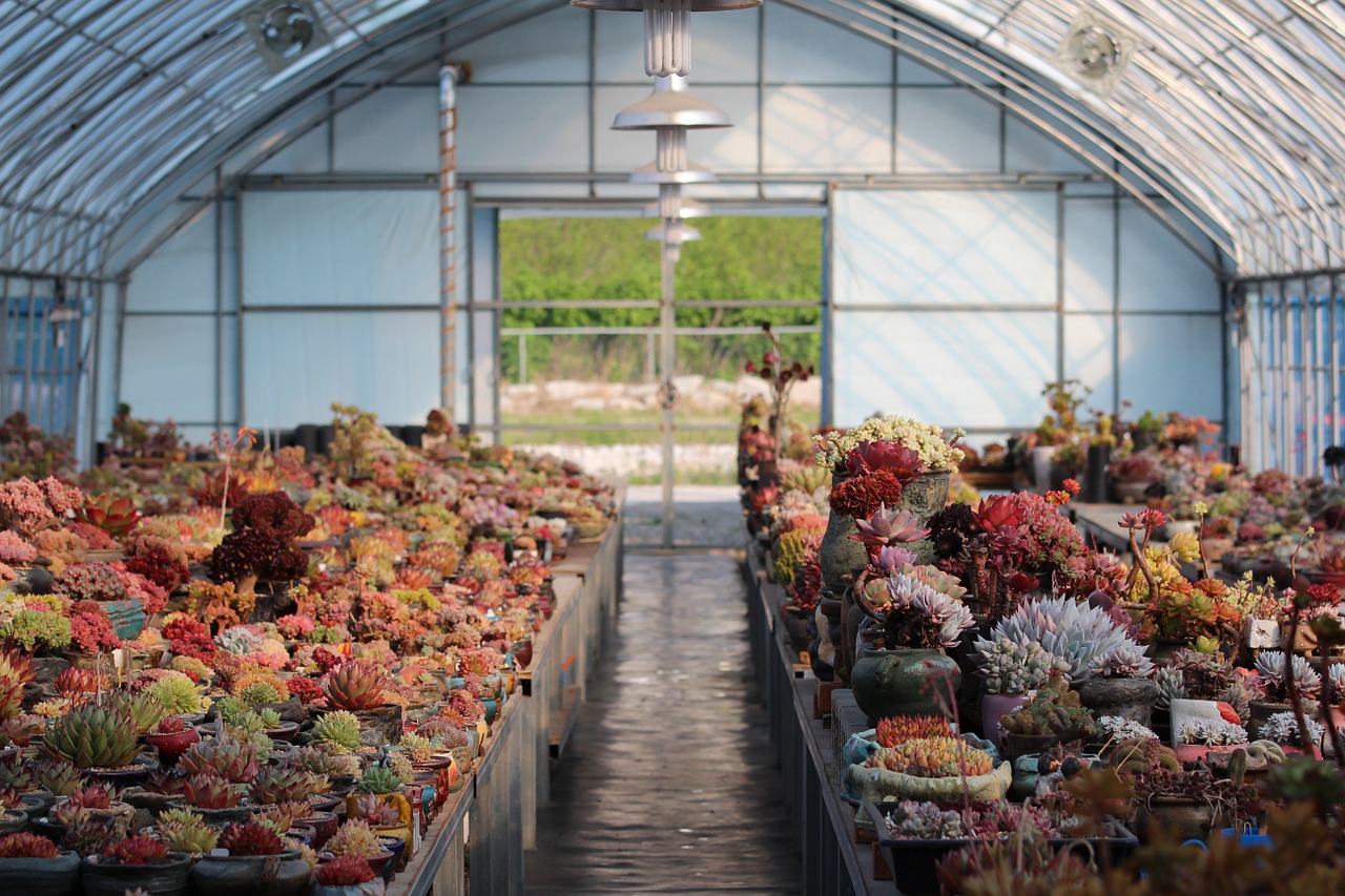 Beautiful greenhouse filled with succulents