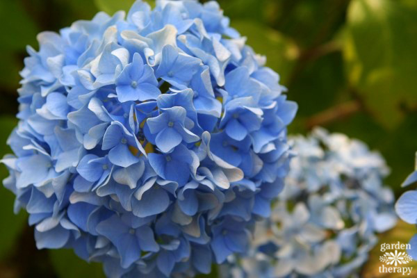 blue ball hydrangea in bloom