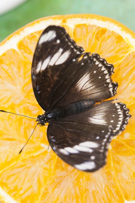 Butterfly on orange in DIY butterfly feeder