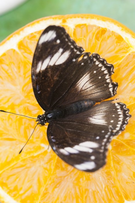 How To Make A Butterfly Feeder