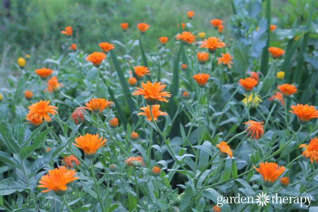 Calendula: One of the Top 5 Healing Herbs to Grow in Your Garden