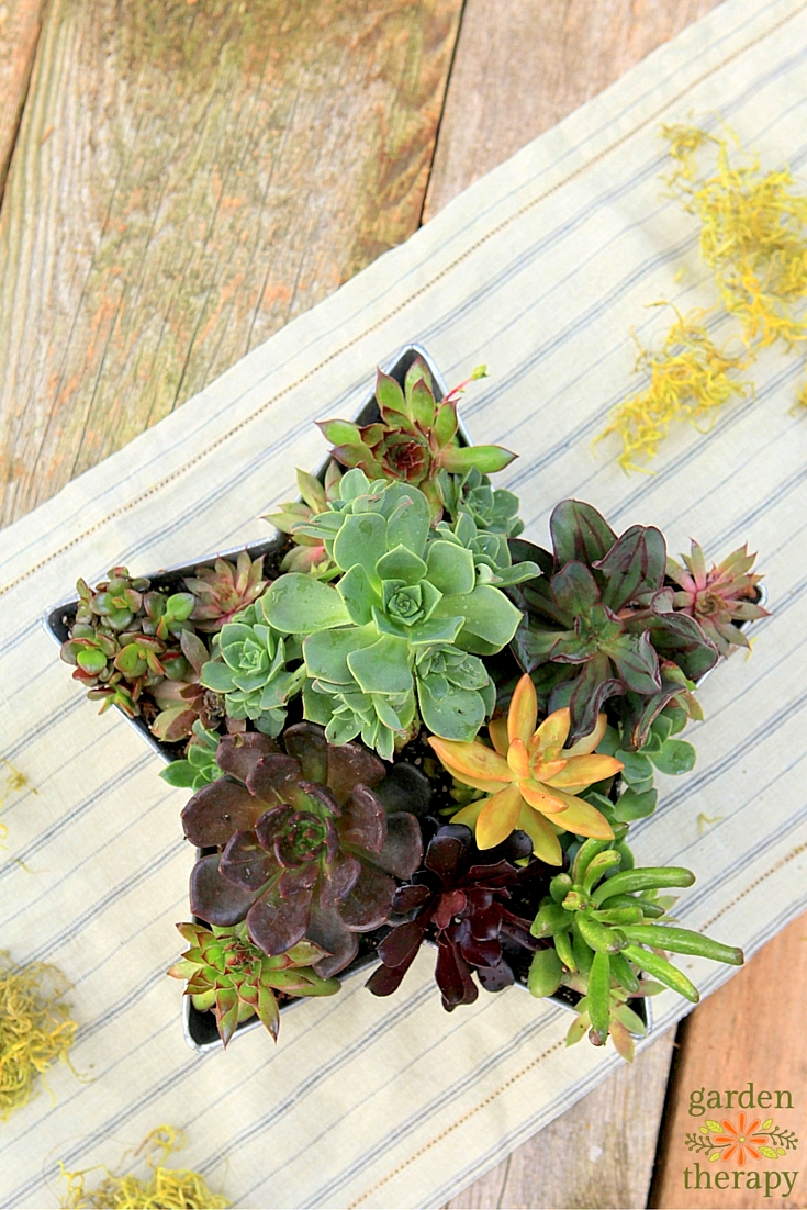 Celebrate summer with this shooting star succulent planter DIY project