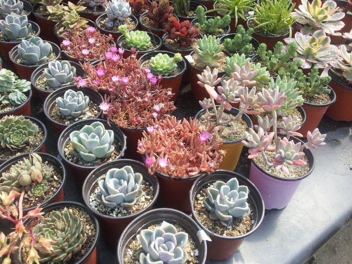 Choosing Succulents and many other tips for how to keep them alive (and thriving!)