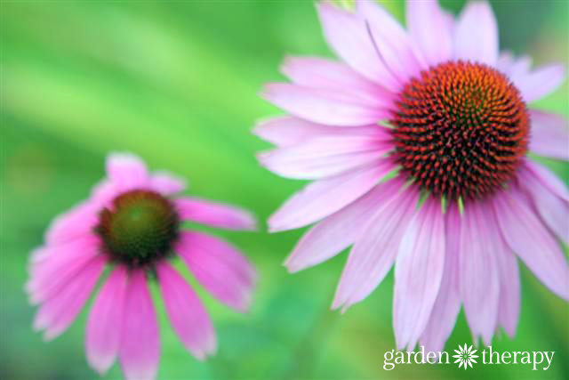 Close up of Echinacea, an edible flower with pink petals