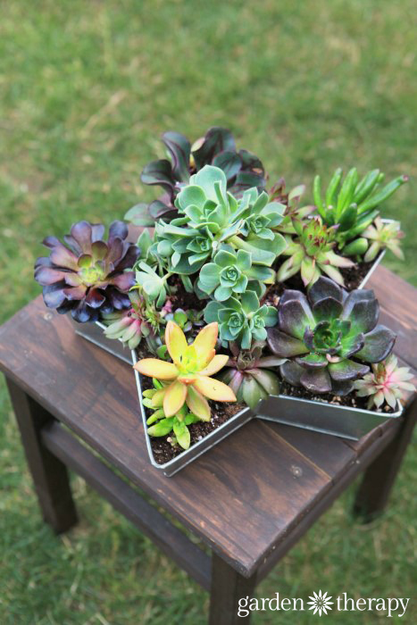 Finished succulent star planter