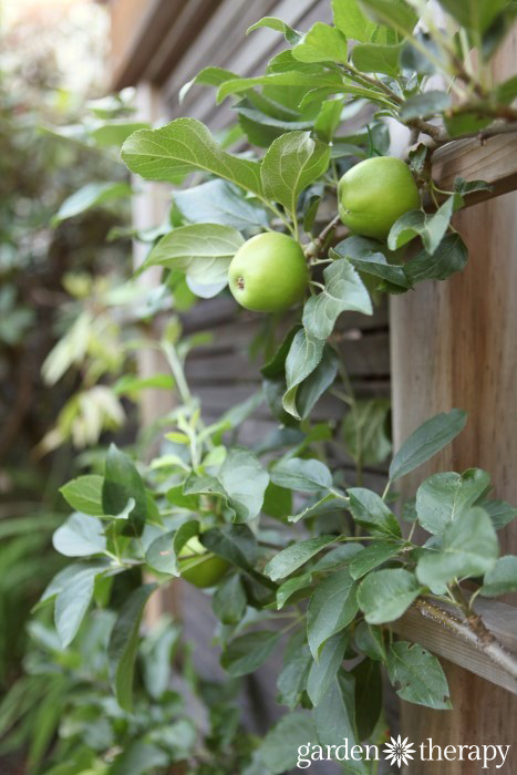 Garden Therapy Back Yard Play Garden Tour Espalier apple