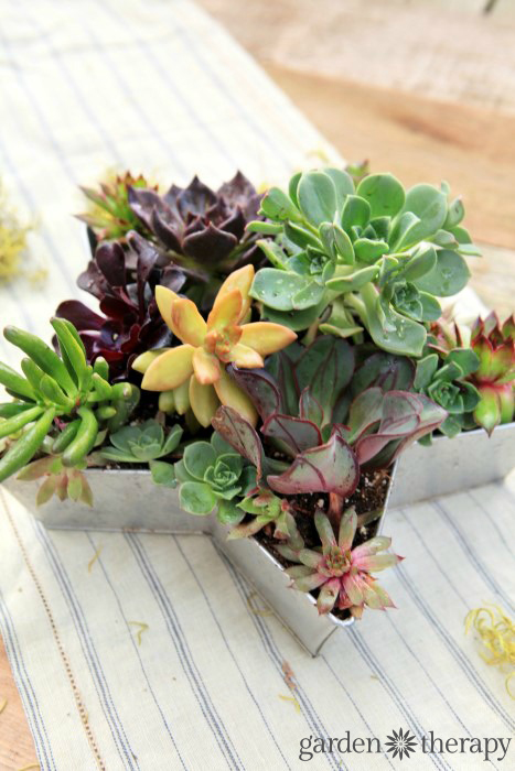 Gorgeous succulents planted in a star-shaped planter