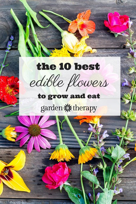 The Ten Best Edible Flowers to Grow in Your Garden