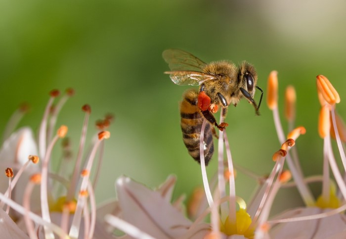 Honey bee with pollen baskets