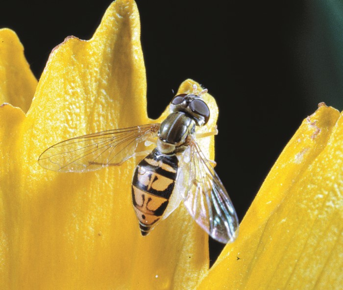 Hover Fly