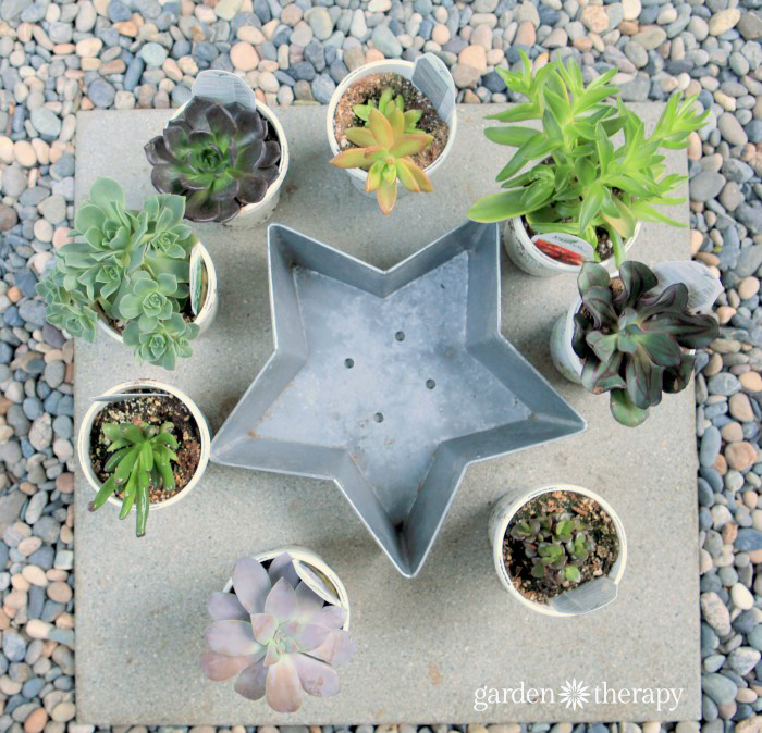 How to make a succulent star