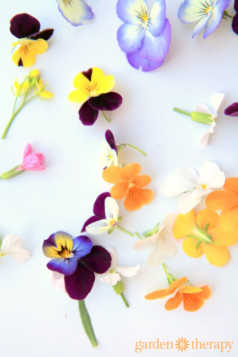 harvested viola flowers