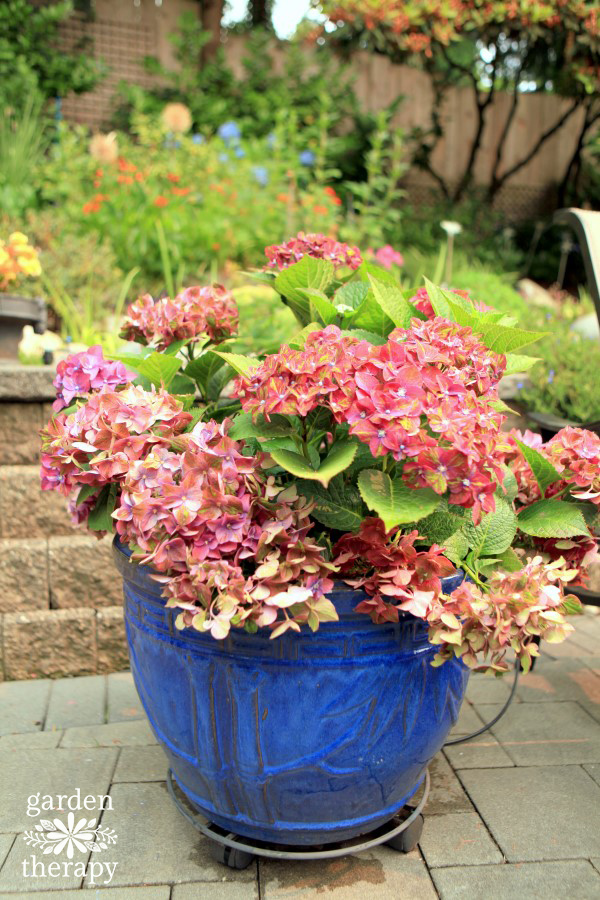 hydrangea growing in a container