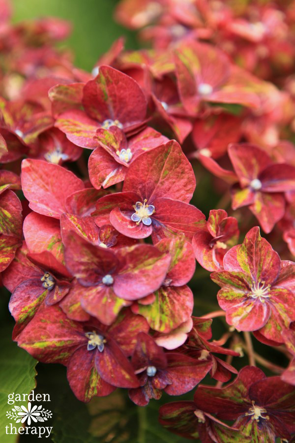 Close up of a pruned pistachio Multi-Color Hydrangea