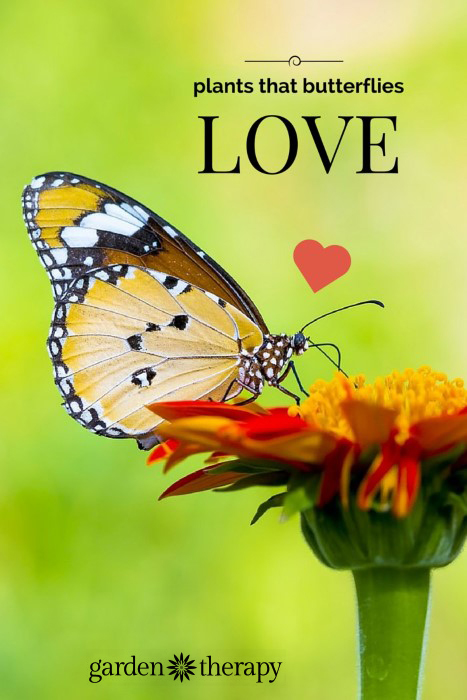 Butterfly feeding on nectar from a flower