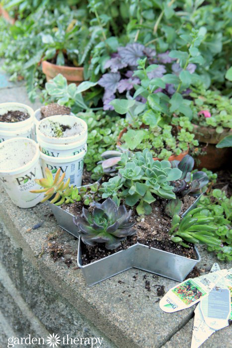 Planting the succulent star